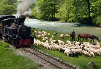 Treno de vapores Mocanita
