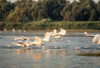 Delta del Danubio
